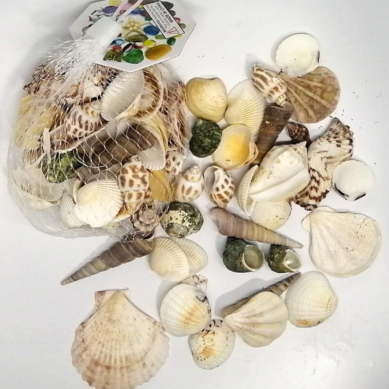 Assorted shells